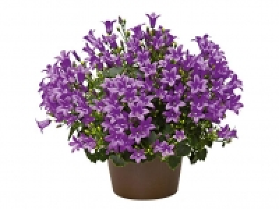 Campanula 2.99 €