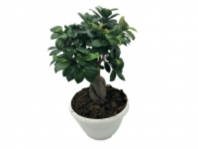Ficus ginseng 12.99 €