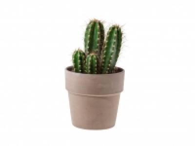Lidl  Cactus en terracota
