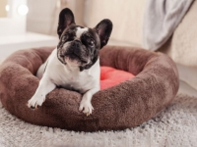 Lidl  Cama para mascotas desenfundable