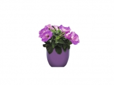 Petunia 0.79 €