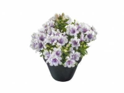Alstroemeria 12.99 €