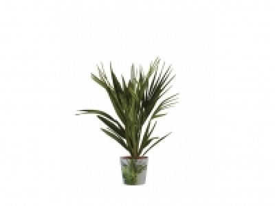 Palmera 6.99 €