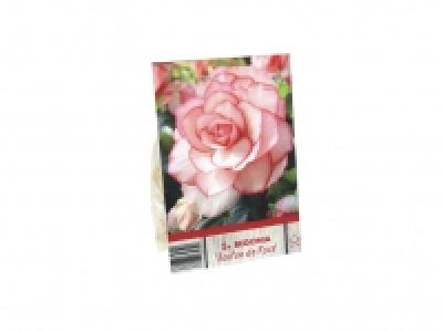 Lidl  Bulbos de begonia