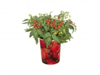 Lidl  Plantas con fruto