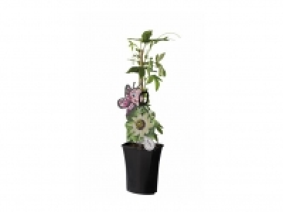 Lidl  Passiflora