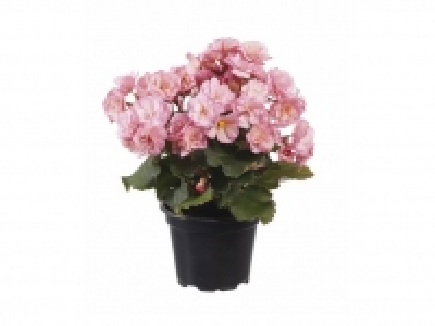 Lidl  Begonia