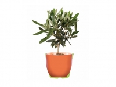 Lidl  Cítricos y olivos