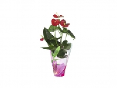 Plantas con flor 7.99 €