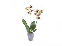 Lidl  Orquídea de 2 varas