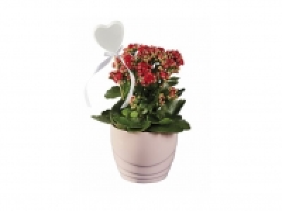 Rosal y Kalanchoe 5.99 €