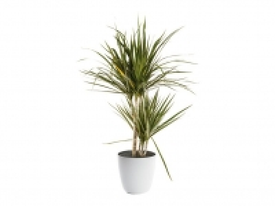 Drácena marginata 5.99 €