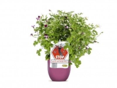 Geranio antimosquitos 1.99 €