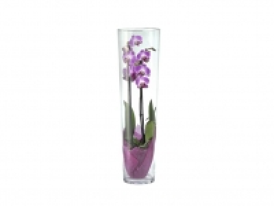 Orquídea en jarrón 14.99 €