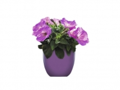 Lidl  Petunia