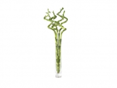 Lidl  Lucky bamboo