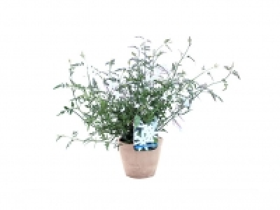 Jazmín 5.99 €