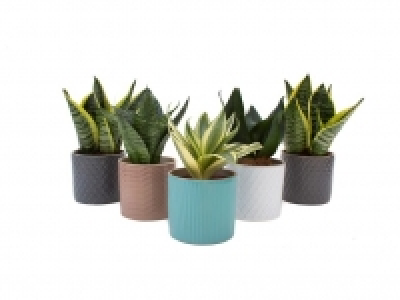 Sanseviera 3.49 €
