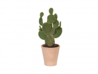 Cactus 3.49 €