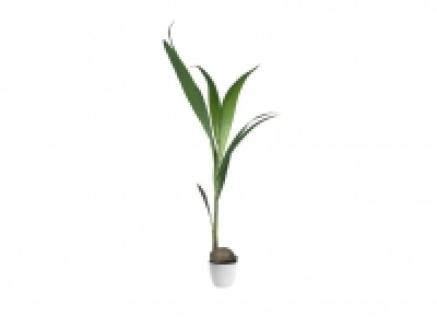 Palmera cocotera 9.99 €