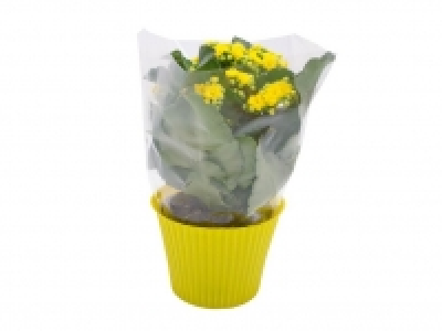 Kalanchoe 2.49 €