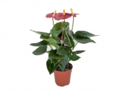 Anturio 5.99 €