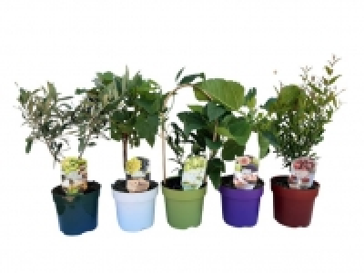 Pre-bonsai 6.99 €