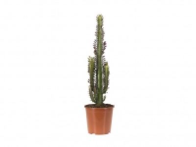 Lidl  Cactus XL