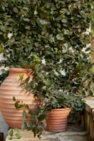 Jarrón grande de terracota 19.99 €