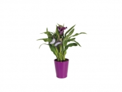 Cala 5.99 €