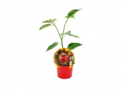 Lidl  Plantas hortícolas Picantes