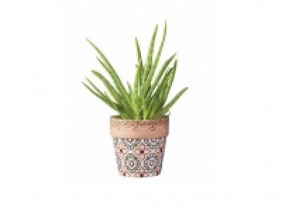 Cactus 6.99 €