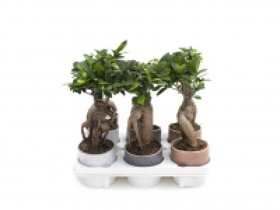Ficus Microcarpa 7.99 €