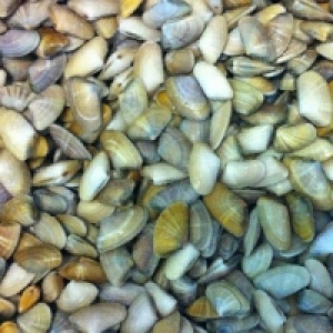 Coquina 14.99 €