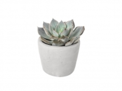 Suculentas 1.99 €