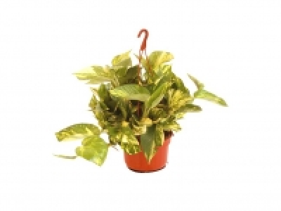 Planta verde colgante 3.99 €