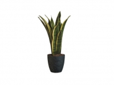 Sanseviera 7.99 €