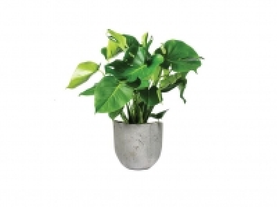 Monstera 6.99 €