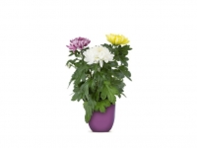 Crisantemo 2.69 €