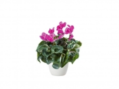 Ciclamen 2.99 €