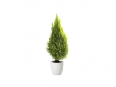 Ciprés golden 5.99 €