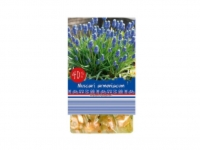 Lidl  Bulbo primavera