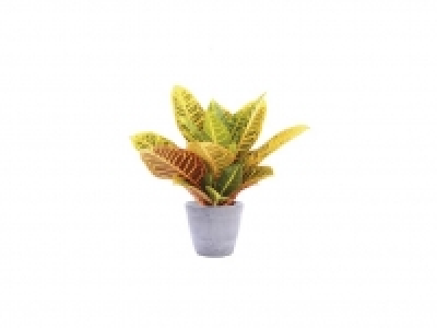 Lidl  Croton Petra