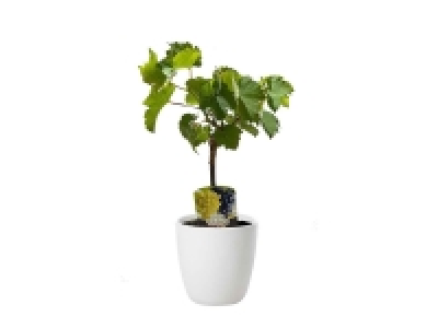 Lidl  Pre-bonsai