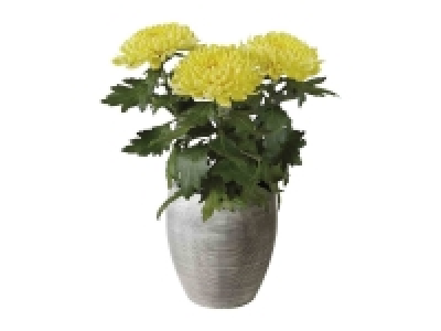 Crisantemo 3.99 €