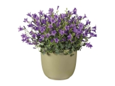 Lidl  Campanula XL