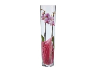 Orquídea en jarrón 16.99 €