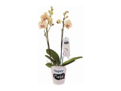 Lidl  Orquídea