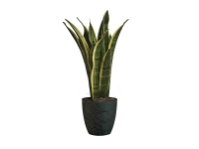 Lidl  Sansevieria