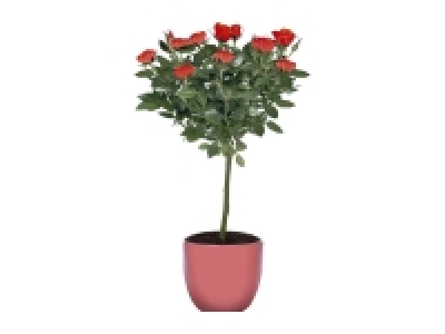 Lidl  Rosal copa